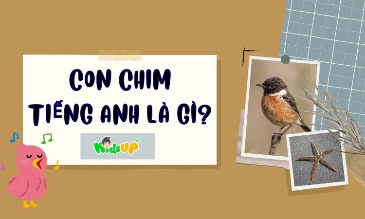 con chim tiếng anh là gì