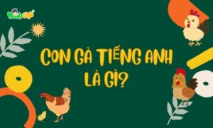 con gà tiếng anh là gi